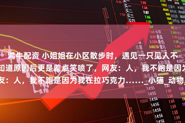 鸿牛配资 小姐姐在小区散步时，遇见一只见人不跑的可爱流浪猫，后面知道原因后更是差点笑喷了，网友：人，我不跑是因为我在拉巧克力……_小猫_动物_脑袋
